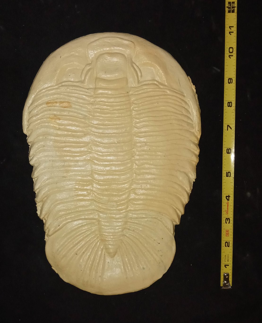 Dikelocephalus minnesotensis Trilobite cast replica