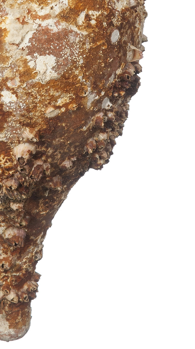 'Tirreno' Ancient Sea Amphora