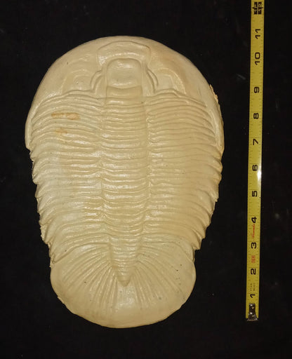 Dikelocephalus minnesotensis Trilobite cast replica