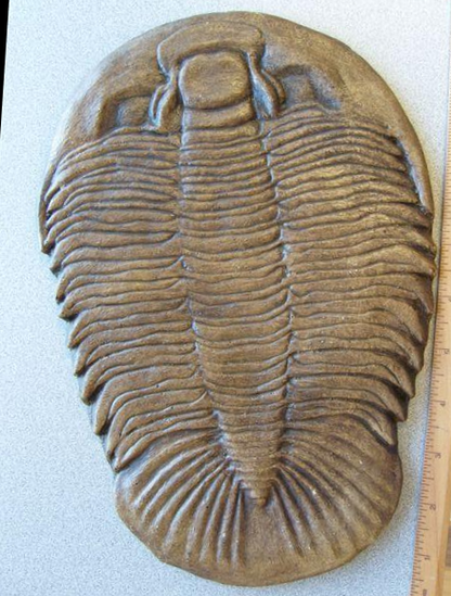 Dikelocephalus minnesotensis Trilobite cast replica