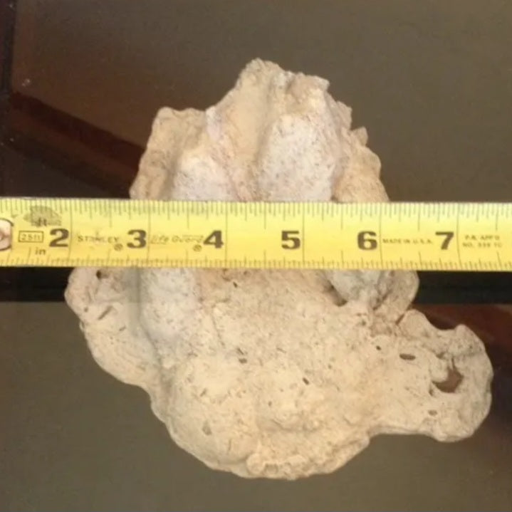 Dogman Cryptid Footprint Unknown footprint cast replica Bear? Wolf? Dogman Cryptozoology Dog man Track