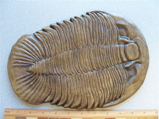 Dikelocephalus minnesotensis Trilobite cast replica